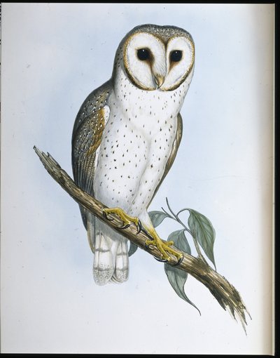 Delicate Owl (Strix Delicatulis) (手彩色リトグラフ) 作： John (after) Gould