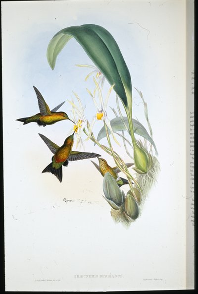 ダービーズ・パフ・レッグ（Eriocnemis Derbianus）（手彩色リトグラフ版 作： John (after) Gould