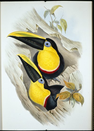 ハシビロコウ（Ramphastos Ambiguus）（手彩色リトグラフ版 作： John (after) Gould
