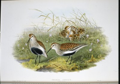 ハシビロコウ（Pelidna Cinclus）（手彩色のリトグラフ版 作： John (after) Gould