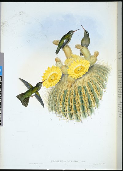 ダスキー・ハミングバード（手彩色リトグラフ 作： John (after) Gould