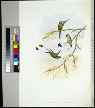エクアドル ラケットテール（spathura solstitialis）（手彩色のリトグラフ版 作： John (after) Gould