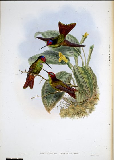 エクアドルの虹（Diphlogaena Hesperus）（手彩色のリトグラフ 作： John (after) Gould