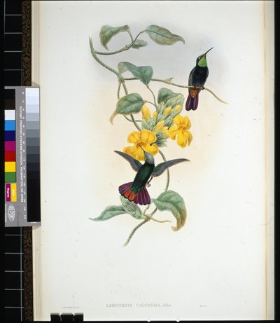エリオットのトパーズ（Lampornis calosoma）（手彩色リトグラフ 作： John (after) Gould
