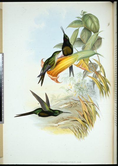 ハチドリの女王（Eugenia Imperatrix）（手彩色リトグラフ 作： John (after) Gould