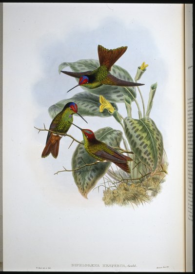 赤道直下の虹（Diphlogaena Hesperus）（手彩色のリトグラフ 作： John (after) Gould