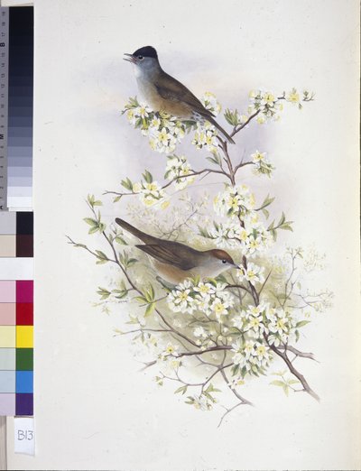ユーラシアン・ブラックキャップ（Sylvia atricapilla）（手彩色のリトグラフ版 作： John (after) Gould