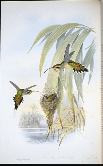 ユーリノーム・ハーミット（Phaethornis Eurynome）（手彩色のリトグラフ版 作： John (after) Gould