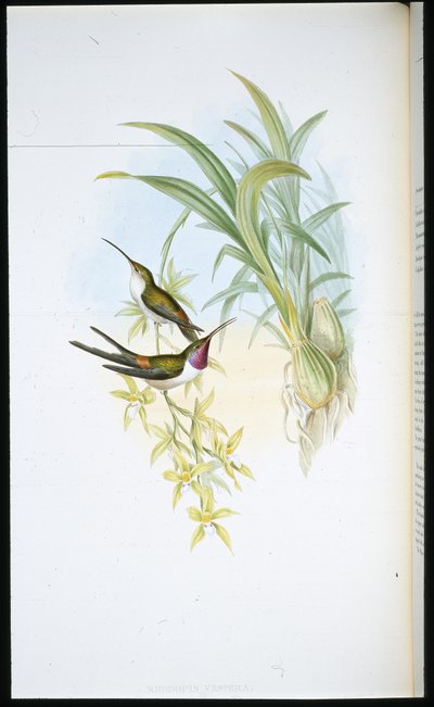 イブニング・ハミング・バード（Rhodopis Vespera）（手彩色リトグラフ 作： John (after) Gould