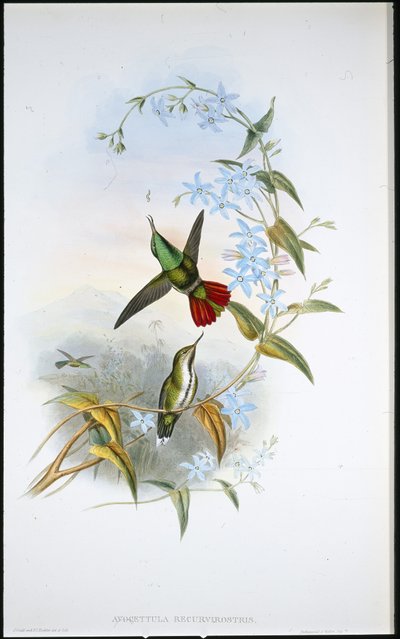 フィエリテール・アボセット（Avocettula Recurvirostris）（手彩色のリトグラフ版 作： John (after) Gould