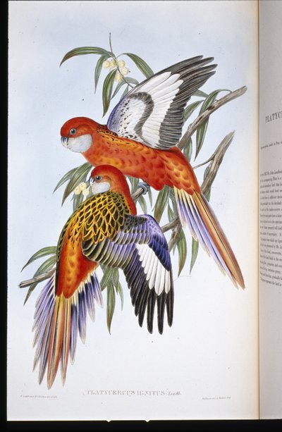火焔型インコ（プラティセルクス・イグニタス）（手彩色のリトグラフ 作： John (after) Gould