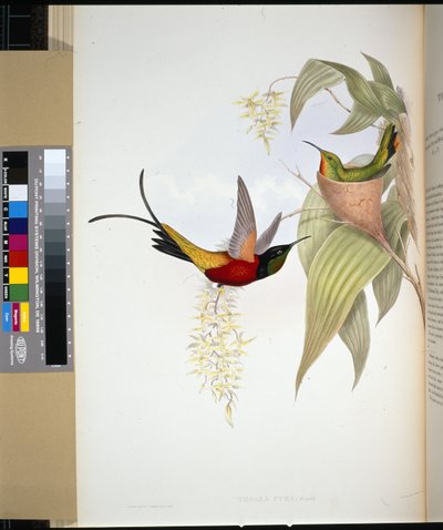 炎のトパーズ（トパザピラ）（手彩色リトグラフ 作： John (after) Gould