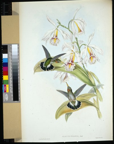 フレイザーズ・ハーミット（Glaucis Fraseri）（手彩色リトグラフ 作： John (after) Gould