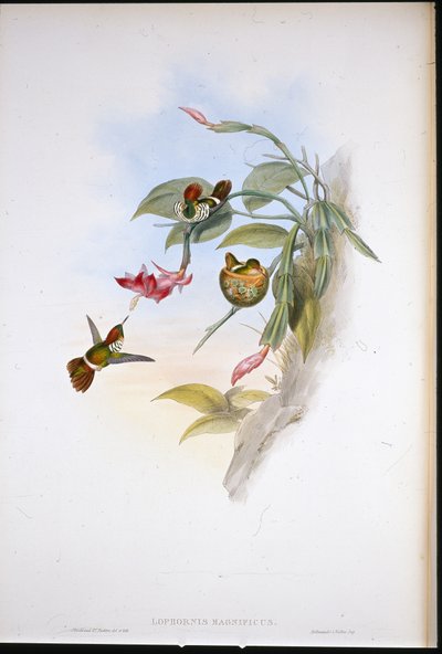 フリルコケット（Lophornis Magnificus）（手彩色リトグラフ 作： John (after) Gould