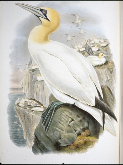 ガネット（Sula Bassana）（手彩色リトグラフ 作： John (after) Gould