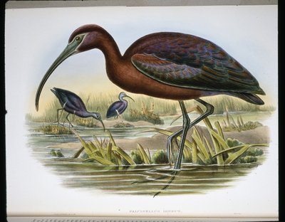 グロッシーアイベックス（Falcinellus Igneus）（彩色済み彫刻作品 作： John (after) Gould