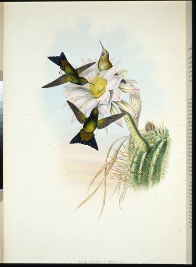 光るパフレッグ（Eriocnemis Vestitus）（手彩色リトグラフ版 作： John (after) Gould