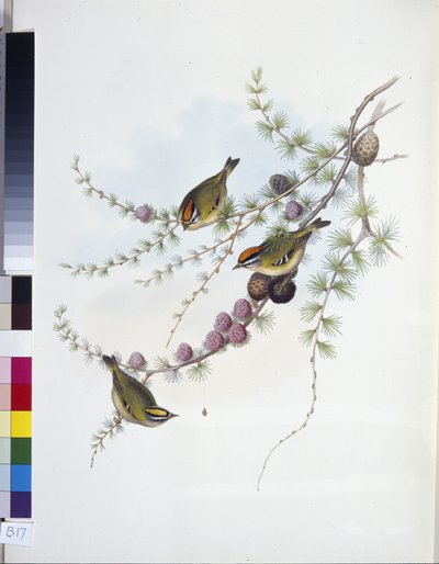 ゴールドクレスト（Regulus Regulus）（手彩色のリトグラフ版 作： John (after) Gould
