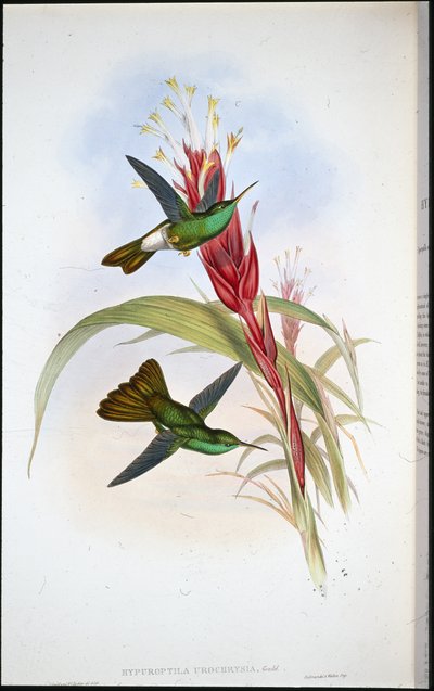手彩色リトグラフ 作： John (after) Gould