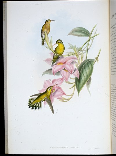 ゴールデンスロートハミングバード（Chrysobronchus Viriscens）（手彩色リトグラフ 作： John (after) Gould