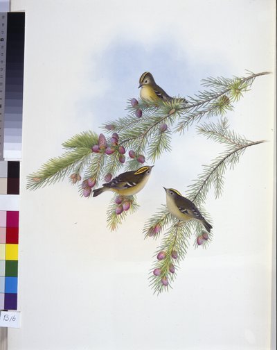 ミソサザイ（Regulus Cristatutus）（手彩色リトグラフ 作： John (after) Gould