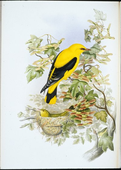金色のオリオール（Oriolus Galbula）（手彩色のリトグラフ 作： John (after) Gould