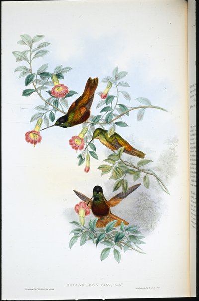 ゴールデン・スター・フロントレット（Helianthea Eos）（手彩色リトグラフ 作： John (after) Gould