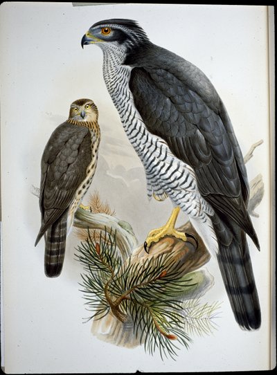 オオタカ（Astur Palumbarius）（手彩色リトグラフ 作： John (after) Gould