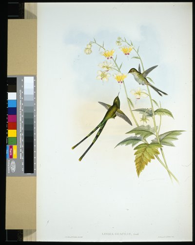 グレースフルトレインベアラー（lesbia gracilis）（手彩色リトグラフ版 作： John (after) Gould
