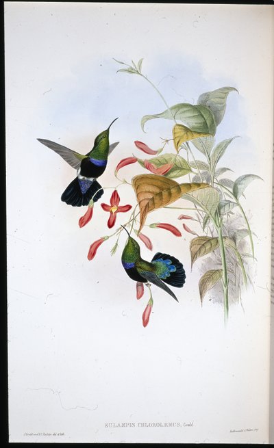 グラスグリーンブレステッドカリブ（Eulampis Chlorolaemus）（手彩色リトグラフ 作： John (after) Gould