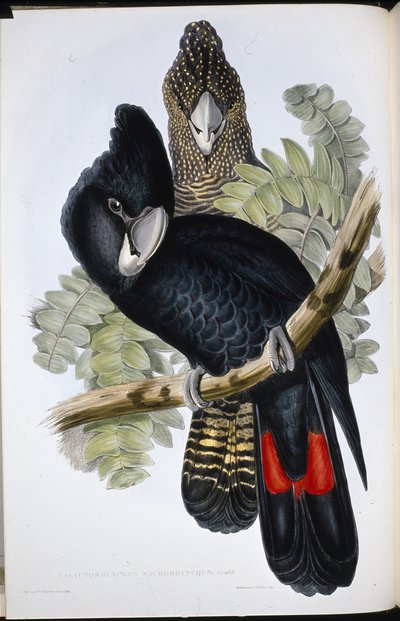 グレートベルド・ブラック・コカトゥー（Calyptorhynchus Macrorhynchus）（手彩色のリトグラフ 作： John (after) Gould