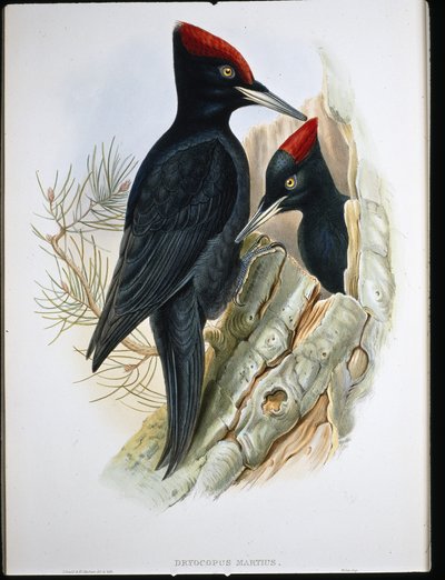 グレートブラックウッドペッカー（Dryocopus Martius）（手彩色リトグラフ 作： John (after) Gould