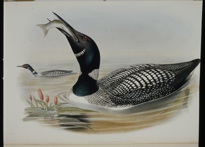 グレートノーザンダイバー（Collymbus Glacialis）（手彩色リトグラフ 作： John (after) Gould