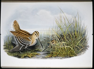 オオジシギ（Gallinaco Major）（手彩色リトグラフ 作： John (after) Gould