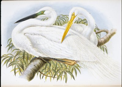 白鷺（Herodias Alba）（手彩色リトグラフ 作： John (after) Gould