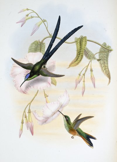 グレート・フォーク・テール・ハチドリ（Hylonymphia Macrocerca）（手彩色のリトグラフ 作： John (after) Gould