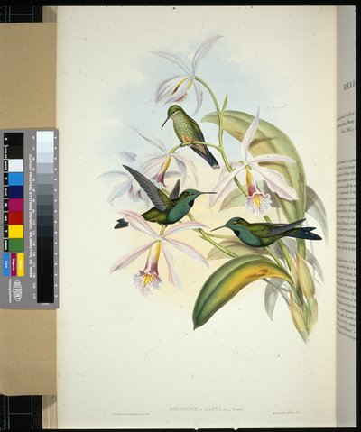 グリーンクラウン・ブリリアント（heliodoxa jacula）（手彩色のリトグラフ 作： John (after) Gould
