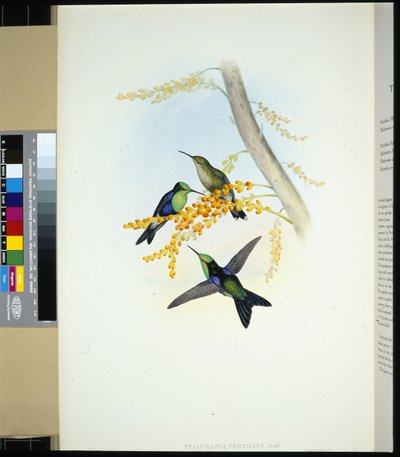 グリーンクラウン・パノプシス（thalurania verticeps）（手彩色リトグラフ 作： John (after) Gould