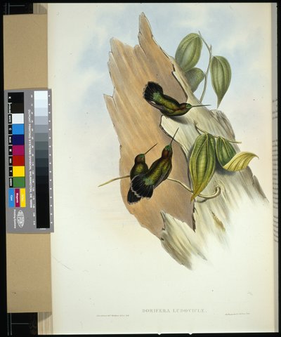 アオミドリシジミ（Dorifera ludoviciae）（手彩色リトグラフ 作： John (after) Gould