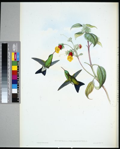 グリーンヘッド・サファイア（eucephala chlorocephela）（手彩色リトグラフ 作： John (after) Gould