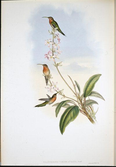 グリーンテール・ハーミット(Phaethornis Viridicaudata) (手彩色リトグラフ) 作： John (after) Gould