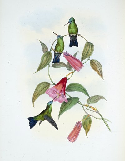 グリーン＆ブルーサファイア（eucephala smaragdocaerulea）（手彩色のリトグラフ版 作： John (after) Gould