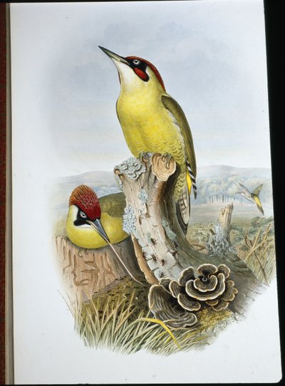 グリーンウッドペッカー（Gecinus Viridis）（手彩色リトグラフ 作： John (after) Gould