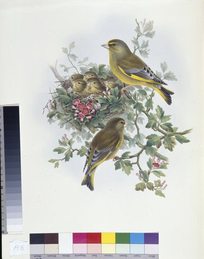 ミドリムシ（Ligurinus chloris）（手彩色リトグラフ 作： John (after) Gould
