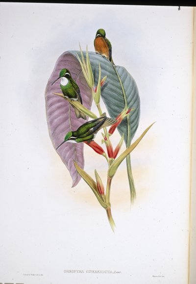 グレーテールのハチドリ（Oreopyra Cinereicauda）（手彩色リトグラフ 作： John (after) Gould