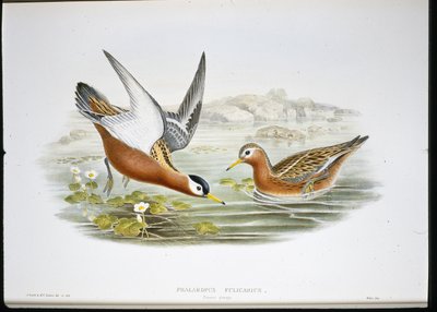 灰色のファラロペ（Phalaropus Fulicarius）（手彩色のリトグラフ版 作： John (after) Gould