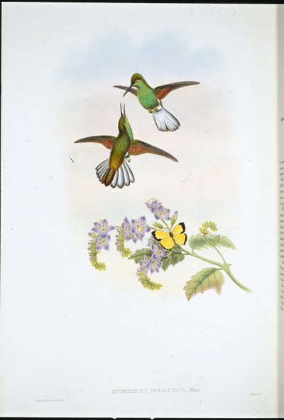 グレイストライプス（Eupherusa Poliocerca）（手彩色リトグラフ 作： John (after) Gould