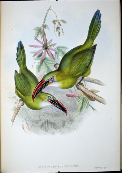 グルーヴ・ビル・トゥーカン（Aulacorhamphus Sulcatus）（手彩色リトグラフ版 作： John (after) Gould