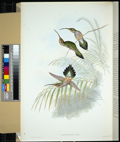 ガイズハーミット（ガイ）（手彩色リトグラフ 作： John (after) Gould