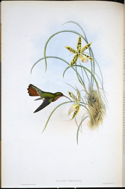 ヘアーハーミット（Glaucis Hirsutus）（手彩色のリトグラフ 作： John (after) Gould